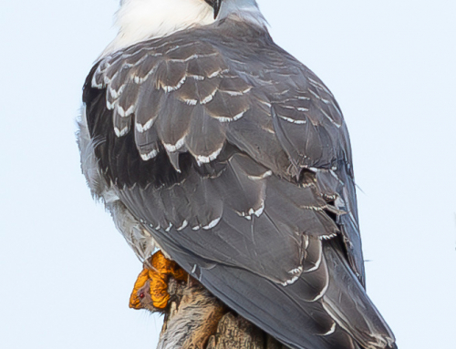 l&rsquo;élanion sur son poteau