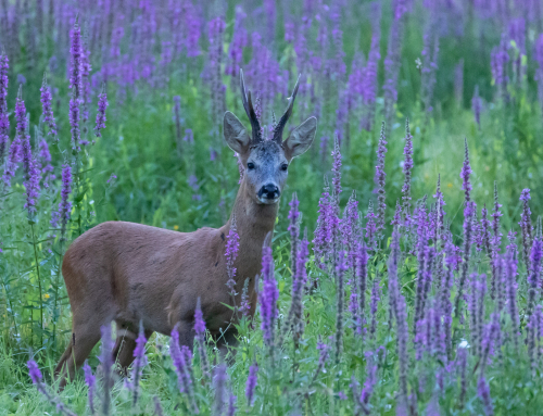 chevreuil salicaires