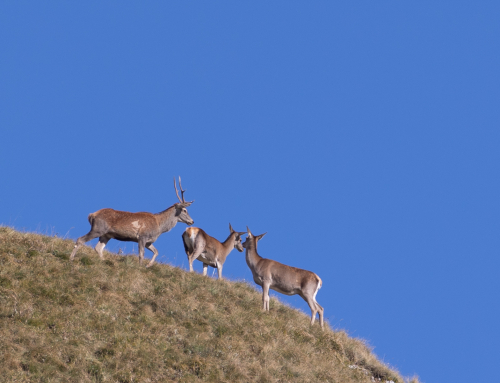 cerfs colline