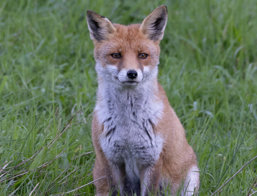renard en pose