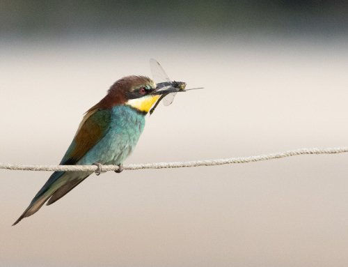 Guêpier d&rsquo;Europe