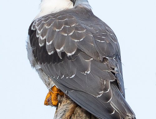 l&rsquo;élanion sur son poteau