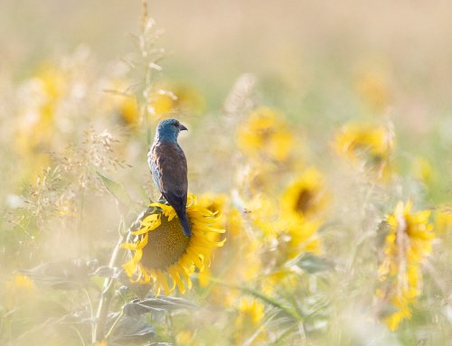 le Rollier d&rsquo;Europe