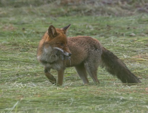 renard plein la gueule
