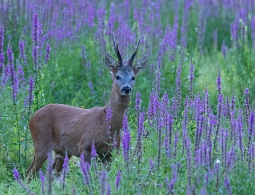 chevreuil salicaires