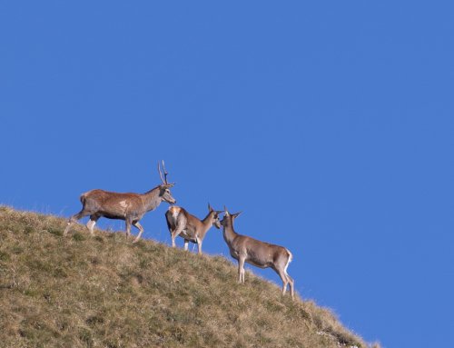 cerfs colline