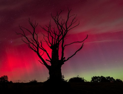 aurores chataigner poupet